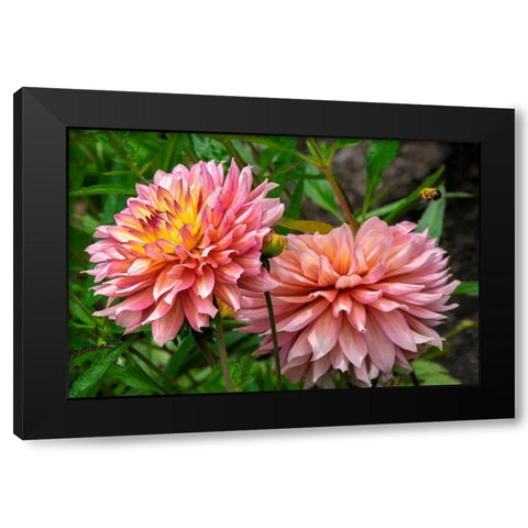 Dahlia Black Modern Wood Framed Art Print by Engelbrecht, Lisa S.