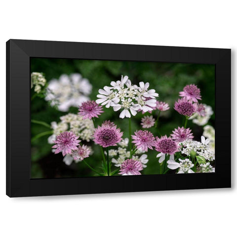 Greater Masterwort Black Modern Wood Framed Art Print by Engelbrecht, Lisa S.