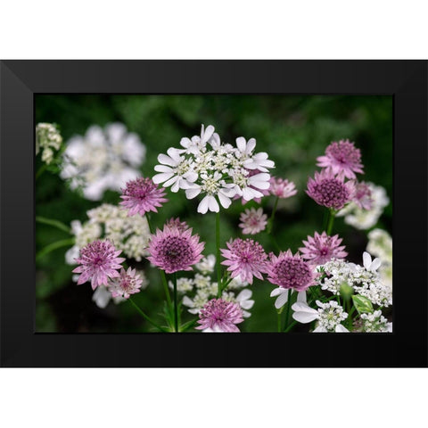 Greater Masterwort Black Modern Wood Framed Art Print by Engelbrecht, Lisa S.