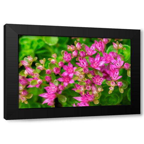 Pink Flowering Sedum Black Modern Wood Framed Art Print by Engelbrecht, Lisa S.