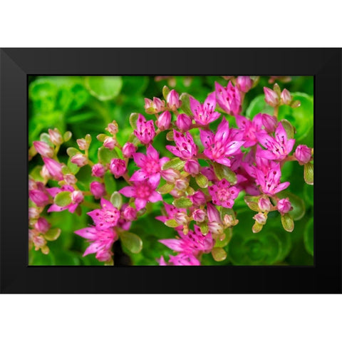 Pink Flowering Sedum Black Modern Wood Framed Art Print by Engelbrecht, Lisa S.