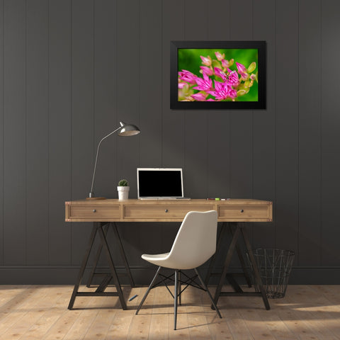 Hover Fly on Pink Flowering Sedum Black Modern Wood Framed Art Print by Engelbrecht, Lisa S.