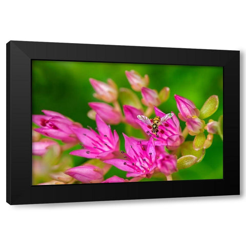 Hover Fly on Pink Flowering Sedum Black Modern Wood Framed Art Print by Engelbrecht, Lisa S.