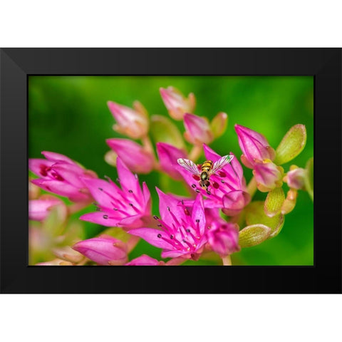 Hover Fly on Pink Flowering Sedum Black Modern Wood Framed Art Print by Engelbrecht, Lisa S.