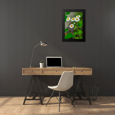 White Feverfew Black Modern Wood Framed Art Print by Engelbrecht, Lisa S.