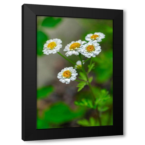 White Feverfew Black Modern Wood Framed Art Print with Double Matting by Engelbrecht, Lisa S.