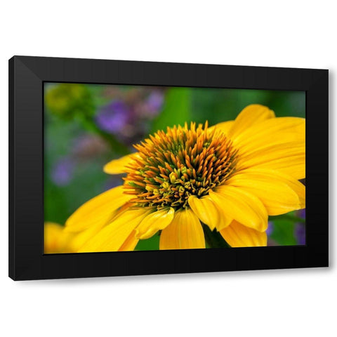 Yellow Coneflower Black Modern Wood Framed Art Print with Double Matting by Engelbrecht, Lisa S.