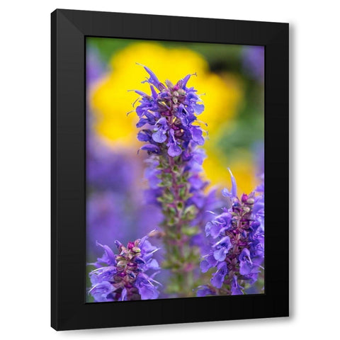 Purple Hyssop Black Modern Wood Framed Art Print with Double Matting by Engelbrecht, Lisa S.