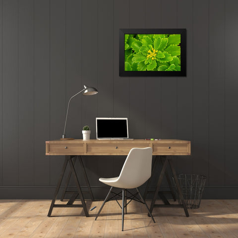 Flowering Stonecrop Black Modern Wood Framed Art Print by Engelbrecht, Lisa S.