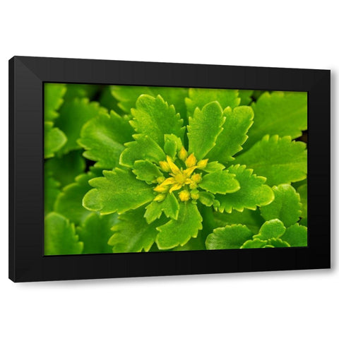 Flowering Stonecrop Black Modern Wood Framed Art Print with Double Matting by Engelbrecht, Lisa S.