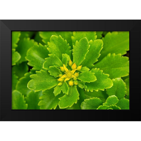 Flowering Stonecrop Black Modern Wood Framed Art Print by Engelbrecht, Lisa S.