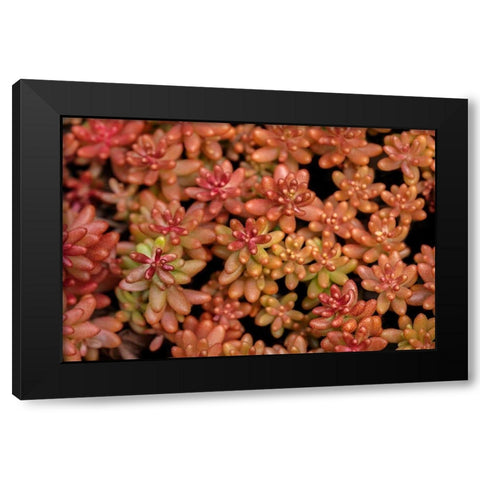Redberry-Sedum Black Modern Wood Framed Art Print by Engelbrecht, Lisa S.