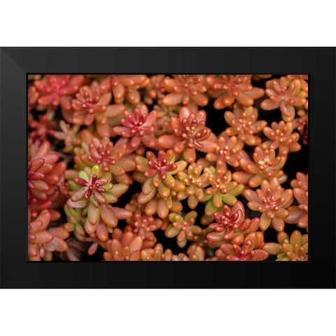 Redberry-Sedum Black Modern Wood Framed Art Print by Engelbrecht, Lisa S.
