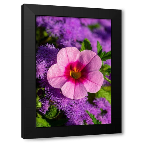 Pink Petunia and purple Bluemink Black Modern Wood Framed Art Print with Double Matting by Engelbrecht, Lisa S.