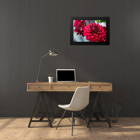 Red Dahlia Black Modern Wood Framed Art Print by Engelbrecht, Lisa S.