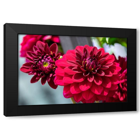 Red Dahlia Black Modern Wood Framed Art Print by Engelbrecht, Lisa S.