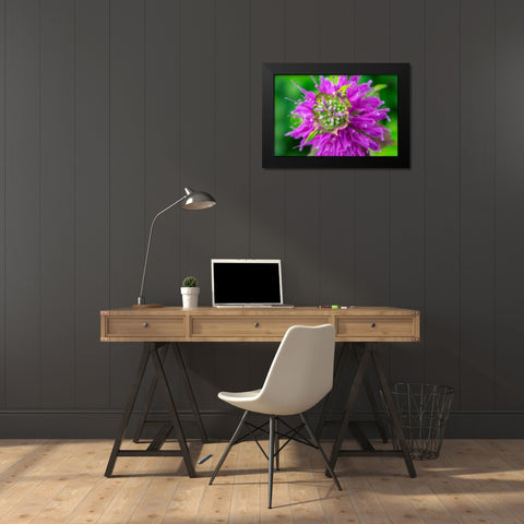 Beebalm Black Modern Wood Framed Art Print by Engelbrecht, Lisa S.