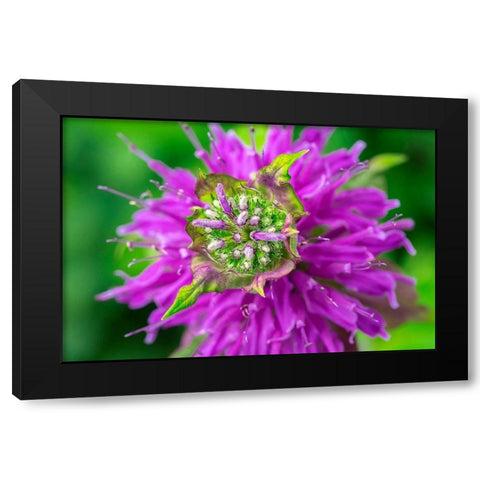Beebalm Black Modern Wood Framed Art Print by Engelbrecht, Lisa S.