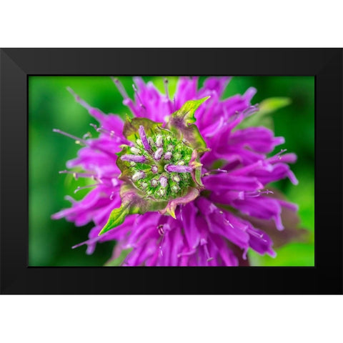 Beebalm Black Modern Wood Framed Art Print by Engelbrecht, Lisa S.