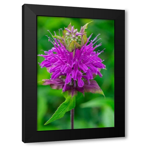 Beebalm Black Modern Wood Framed Art Print with Double Matting by Engelbrecht, Lisa S.