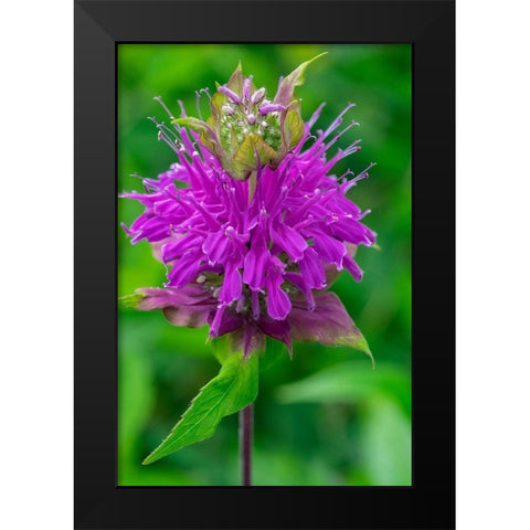 Beebalm Black Modern Wood Framed Art Print by Engelbrecht, Lisa S.