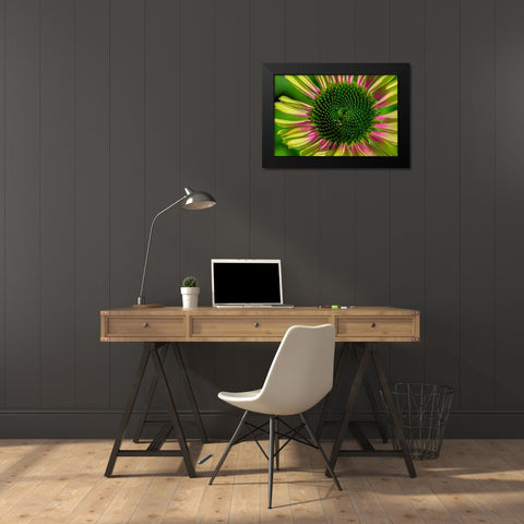Coneflower Black Modern Wood Framed Art Print by Engelbrecht, Lisa S.