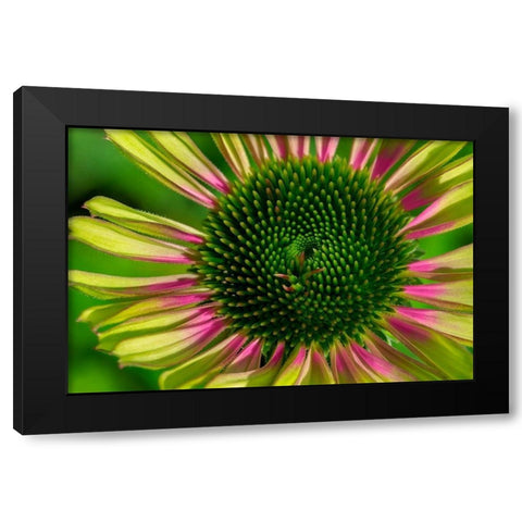 Coneflower Black Modern Wood Framed Art Print by Engelbrecht, Lisa S.