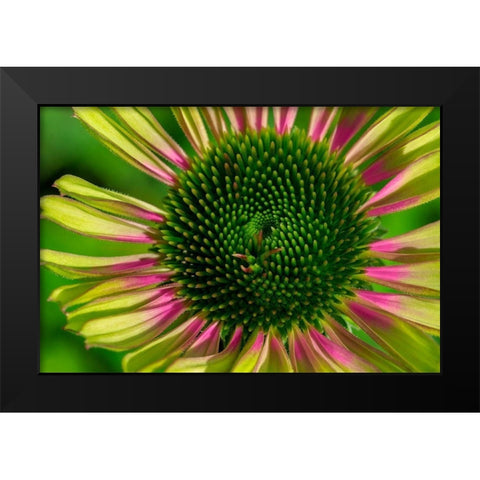 Coneflower Black Modern Wood Framed Art Print by Engelbrecht, Lisa S.