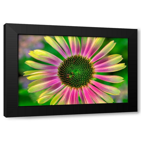 Coneflower Black Modern Wood Framed Art Print with Double Matting by Engelbrecht, Lisa S.
