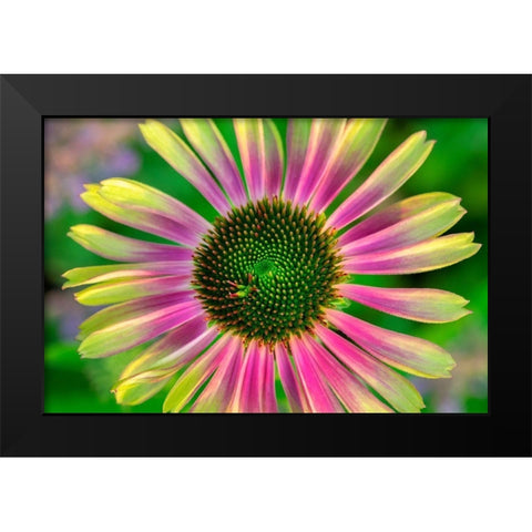 Coneflower Black Modern Wood Framed Art Print by Engelbrecht, Lisa S.