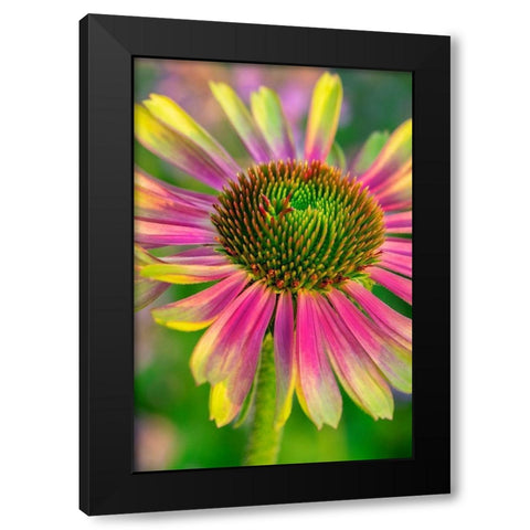 Coneflower Black Modern Wood Framed Art Print by Engelbrecht, Lisa S.