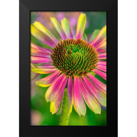 Coneflower Black Modern Wood Framed Art Print by Engelbrecht, Lisa S.