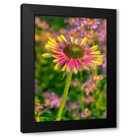 Coneflower Black Modern Wood Framed Art Print by Engelbrecht, Lisa S.