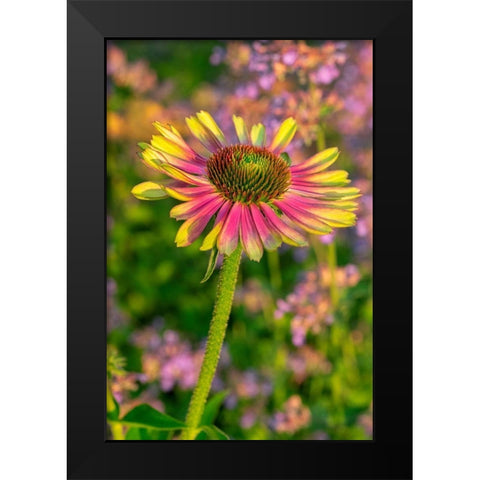 Coneflower Black Modern Wood Framed Art Print by Engelbrecht, Lisa S.
