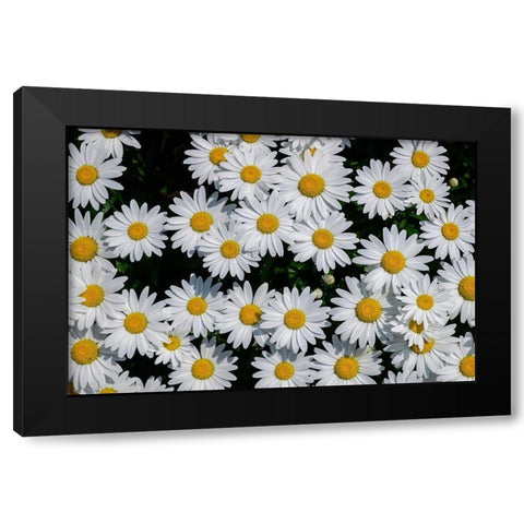 Oxeye Daisy Black Modern Wood Framed Art Print by Engelbrecht, Lisa S.