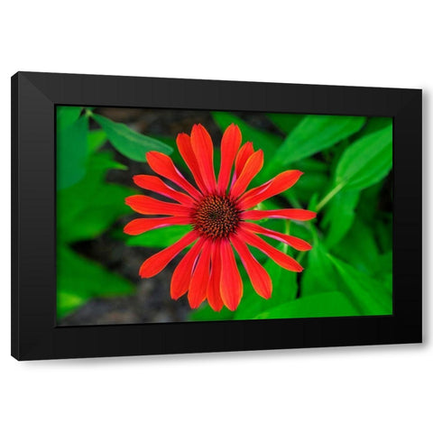 Coneflower Black Modern Wood Framed Art Print with Double Matting by Engelbrecht, Lisa S.