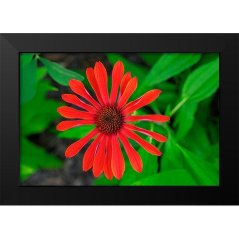 Coneflower Black Modern Wood Framed Art Print by Engelbrecht, Lisa S.