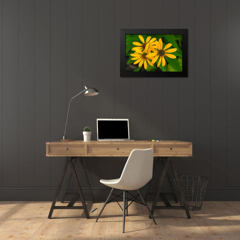 Coneflower Black Modern Wood Framed Art Print by Engelbrecht, Lisa S.