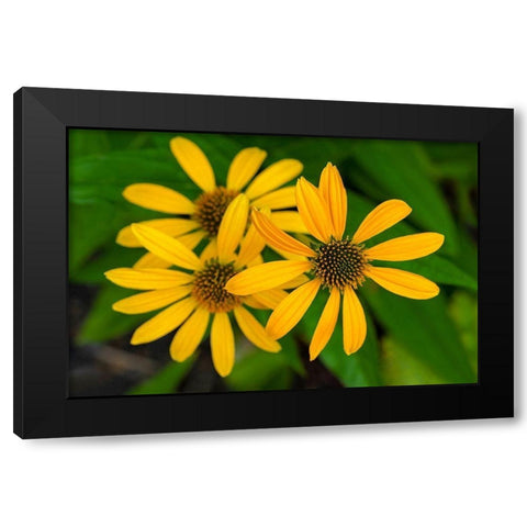 Coneflower Black Modern Wood Framed Art Print by Engelbrecht, Lisa S.
