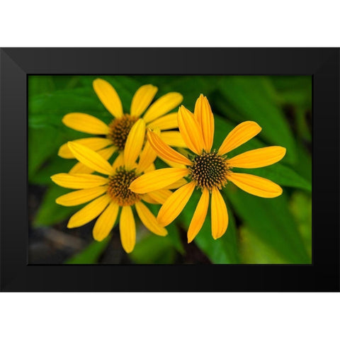 Coneflower Black Modern Wood Framed Art Print by Engelbrecht, Lisa S.