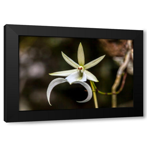 A rare Ghost orchid grows only in swamps in south Florida Black Modern Wood Framed Art Print by Richardson, Larry