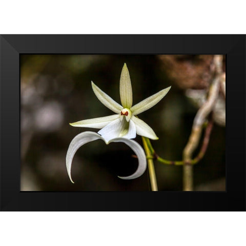A rare Ghost orchid grows only in swamps in south Florida Black Modern Wood Framed Art Print by Richardson, Larry