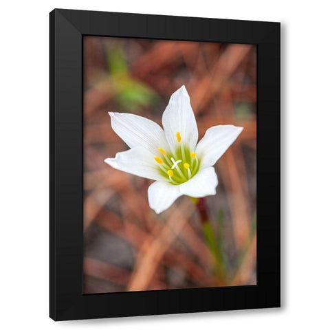 Rain lilies are one of the first flowers to emerge after a forest fire Black Modern Wood Framed Art Print by Richardson, Larry