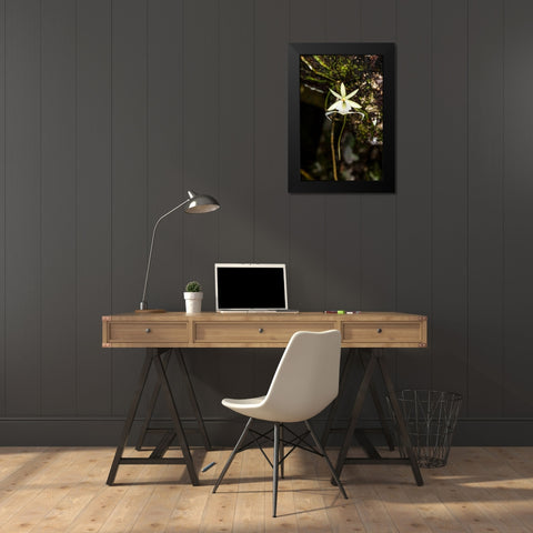 A rare Ghost orchid grows only in swamps in south Florida Black Modern Wood Framed Art Print by Richardson, Larry