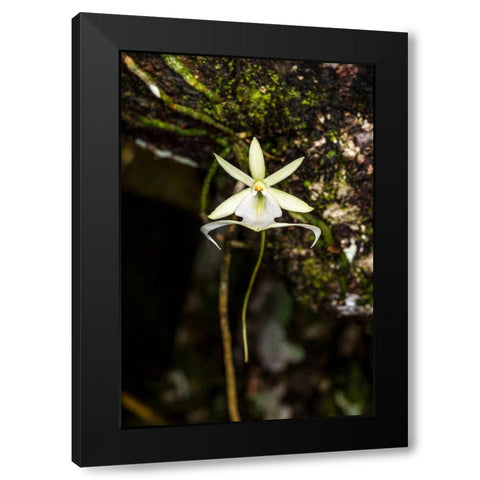 A rare Ghost orchid grows only in swamps in south Florida Black Modern Wood Framed Art Print with Double Matting by Richardson, Larry