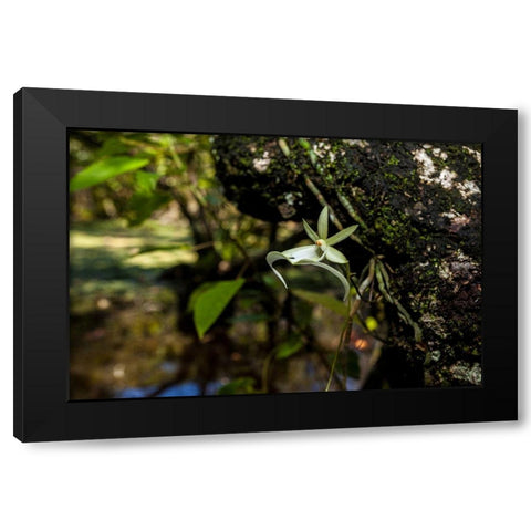 A rare Ghost orchid grows only in swamps in south Florida Black Modern Wood Framed Art Print by Richardson, Larry