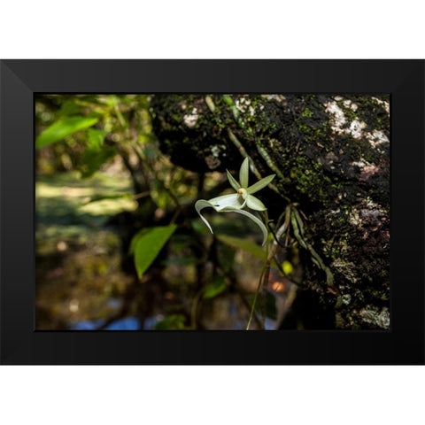 A rare Ghost orchid grows only in swamps in south Florida Black Modern Wood Framed Art Print by Richardson, Larry