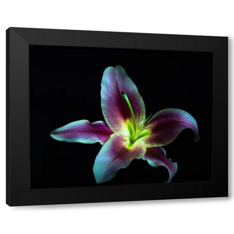A Stargazer Lily against black background-light painted Black Modern Wood Framed Art Print with Double Matting by Haddad, Sheila
