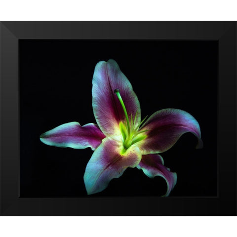 A Stargazer Lily against black background-light painted Black Modern Wood Framed Art Print by Haddad, Sheila