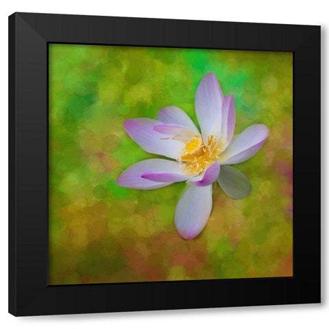 A photo painting of a waterlily Black Modern Wood Framed Art Print by Haddad, Sheila